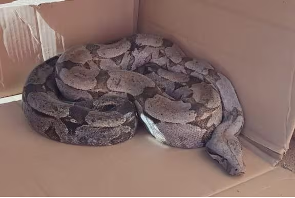 Morador encontra serpente de 2 metros em frente de casa em Montes Claros