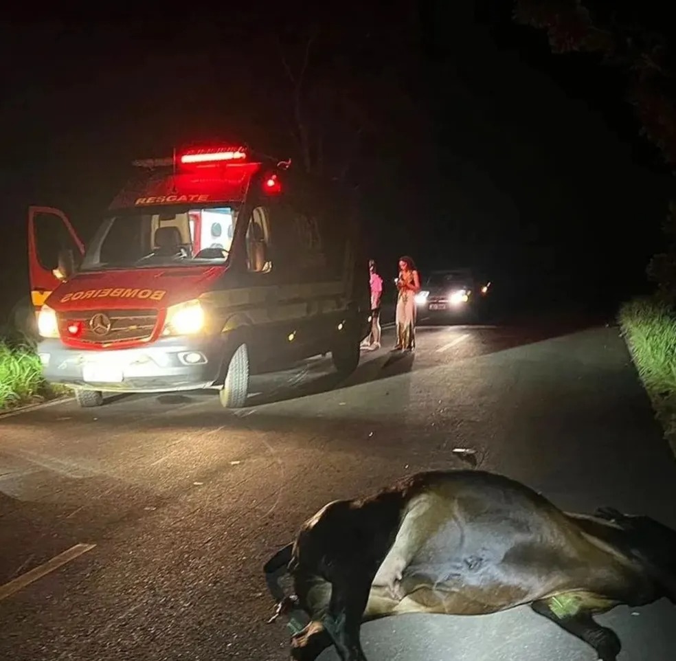 Motociclista atropela vaca na zona rural e fica ferido
