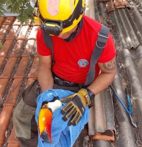 Corpo de Bombeiros captura tucano preso em concertina no Morada da Serra