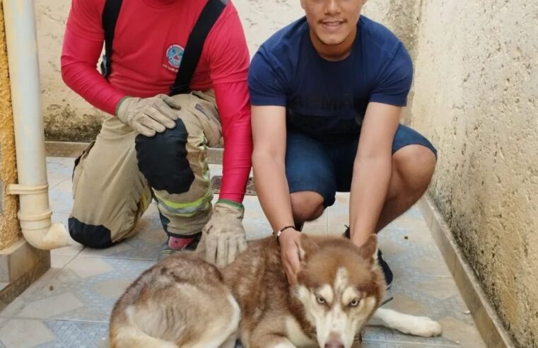 Bombeiros resgatam cachorro preso em grade de portão, em Montes Claros