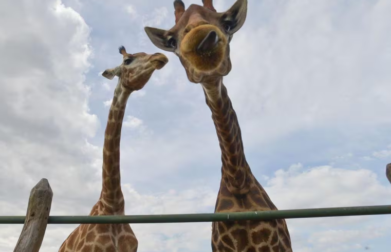 Morre 4ª girafa trazida da África para parque no Rio; MPF investiga importação