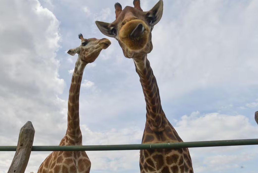 Morre 4ª girafa trazida da África para parque no Rio; MPF investiga importação