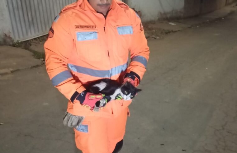 Corpo de Bombeiros atendem a ocorrência de animal em situação de risco
