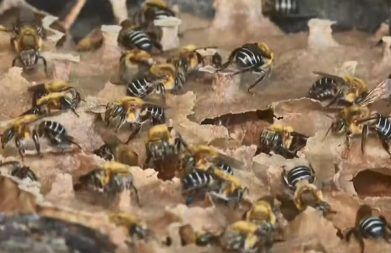 Homem atacado por abelhas é socorrido por vizinhos em Janaúba