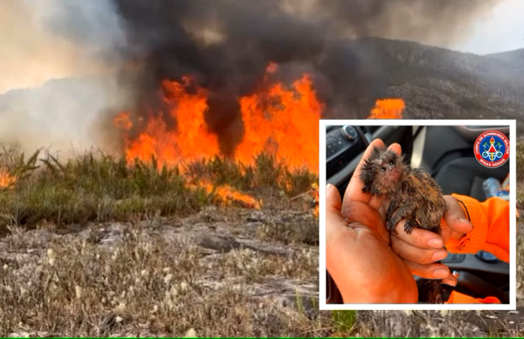 Número de animais vítimas de incêndios em MG mais que dobra frente a todo ano de 2023