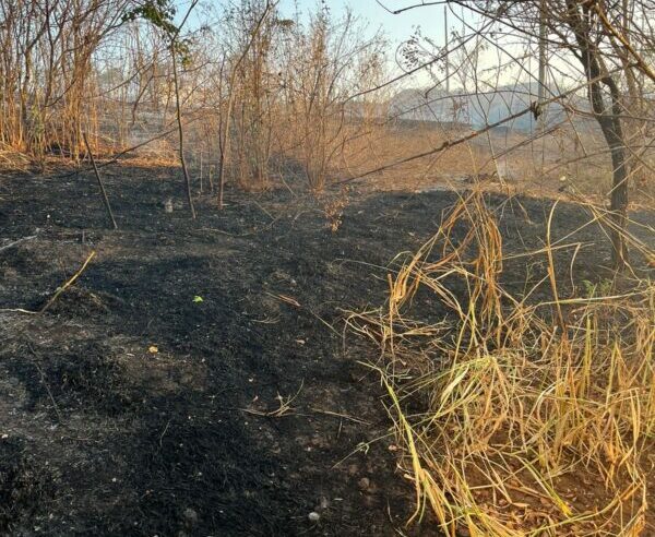 Incêndio em vegetação ameaça Parque Estadual da Lapa Grande, em Montes Claros