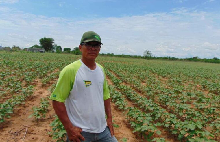 Zé Brasil e a história do algodão que ressuscitou no Norte de Minas