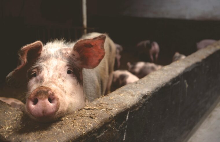 SUSTENTABILIDADE ECONÔMICA | Suinocultura mineira enfrenta prejuízos e acende alerta no campo