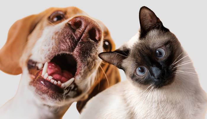 Prefeitura de Janaúba anuncia mutirão gratuito de castração de cães e gatos