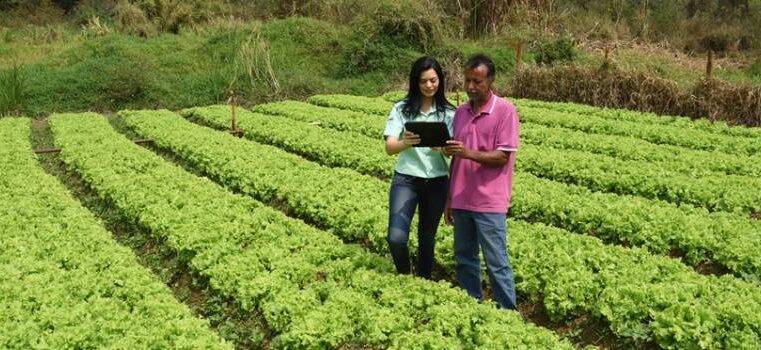 Cartilha da Emater-MG orienta sobre planejamento e produção em hortas