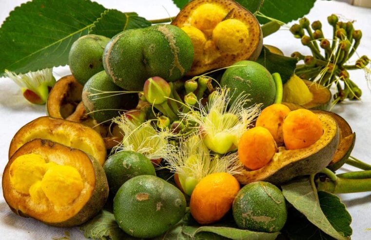 Pequi, o “ouro do Cerrado”, se destaca em estudo científico e reforça potencial nutricional e ambiental