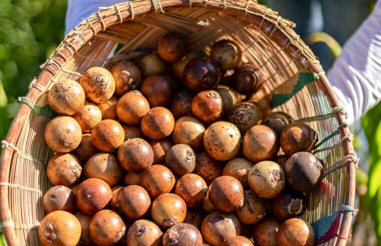 PEQUENOS E MÉDIOS PRODUTORES | Acelen Renováveis lança programa com foco na produção de macaúba para agricultura familiar