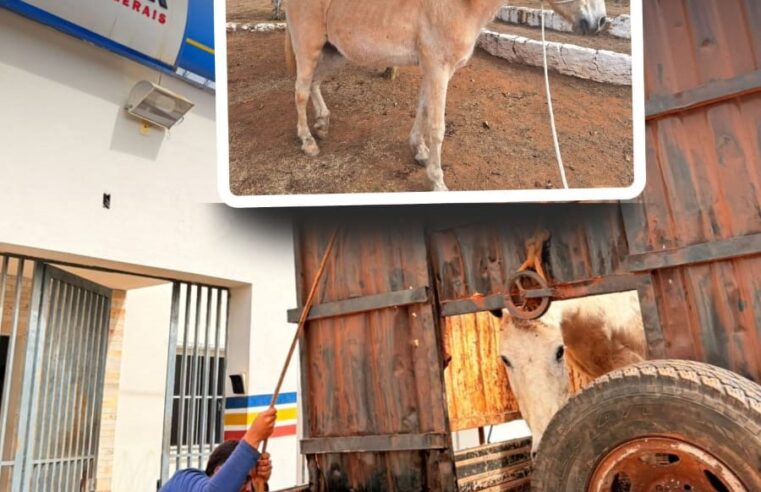 Grão Mogol intensifica fiscalização urbana e realiza apreensão de animais de grande porte nas vias públicas