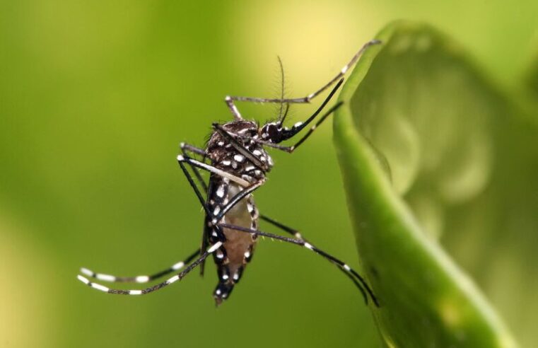 PENTE FINO NO DELFINO: Combate ao Aedes aegypti chega ao Grande Delfino neste sábado