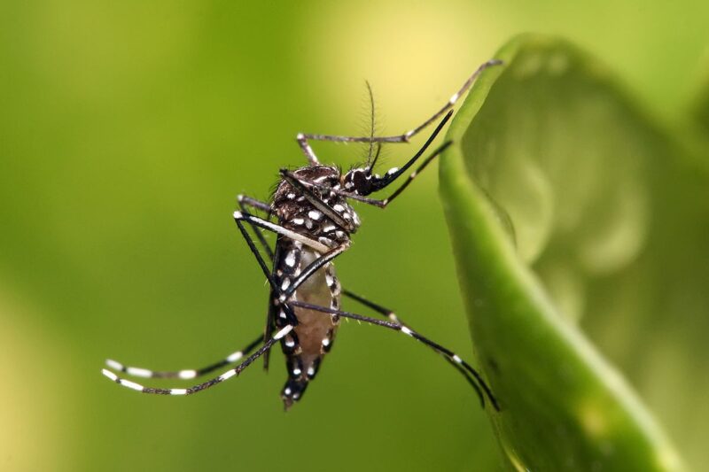 PENTE FINO NO DELFINO: Combate ao Aedes aegypti chega ao Grande Delfino neste sábado