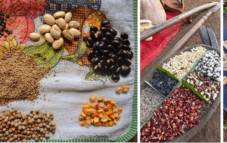 1ª Feira de Sementes Crioulas do Noroeste Mineiro fortalece a soberania alimentar e os saberes do Cerrado