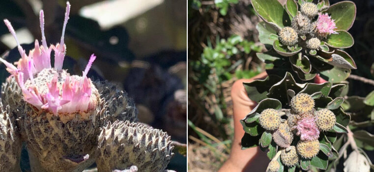 Pesquisadores encontram novo gênero de planta no Norte de Minas