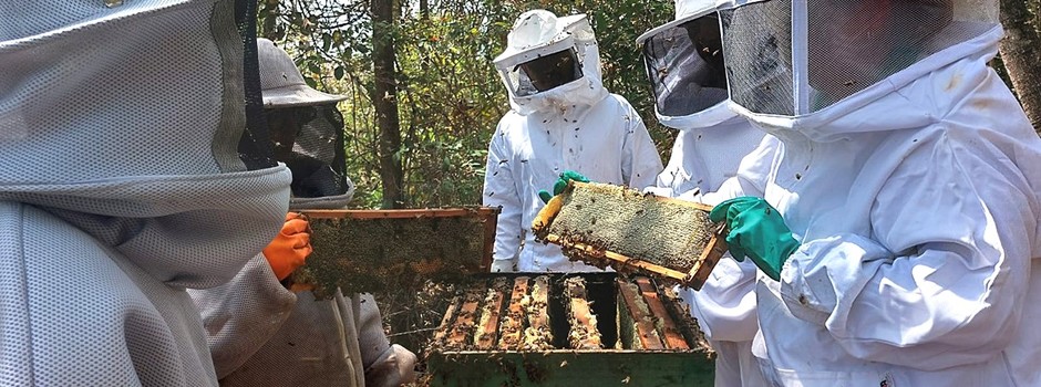 Nova cartilha da Emater-MG orienta sobre boas práticas no processamento do mel