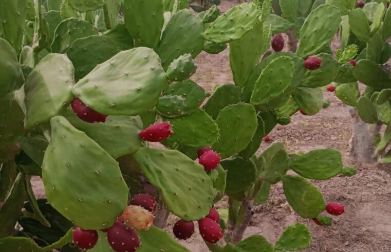 DESENVOLVIMENTO RURAL E RESILIÊNCIA | Prefeitura de Buritizeiro adota ações para fortalecer comunidades rurais e garantir produção durante a seca