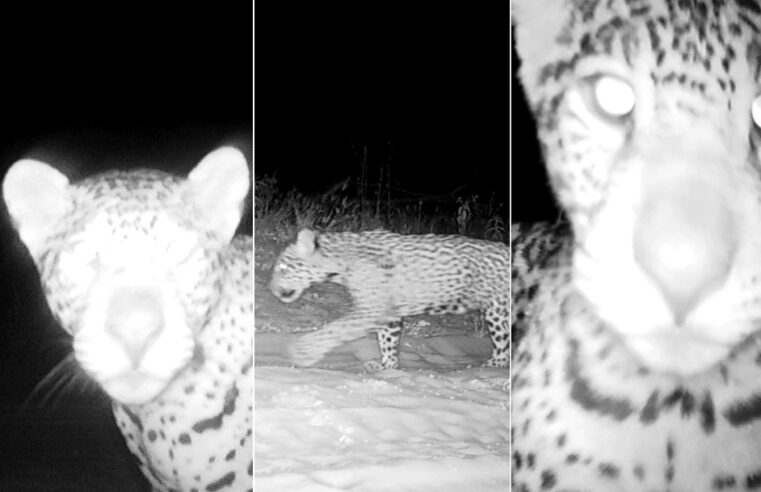 Filhotes trigêmeos de onça-pintada no Parque Nacional Grande Sertão Veredas têm nomes escolhidos por votação popular