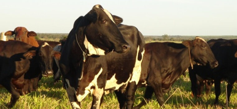 Empresa de Pesquisa Agropecuária orienta sobre as pastagens no período chuvoso