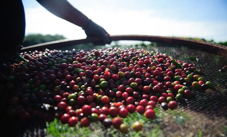 Conab pesquisa dados das Safras de Café 2024 e 2025 no estado