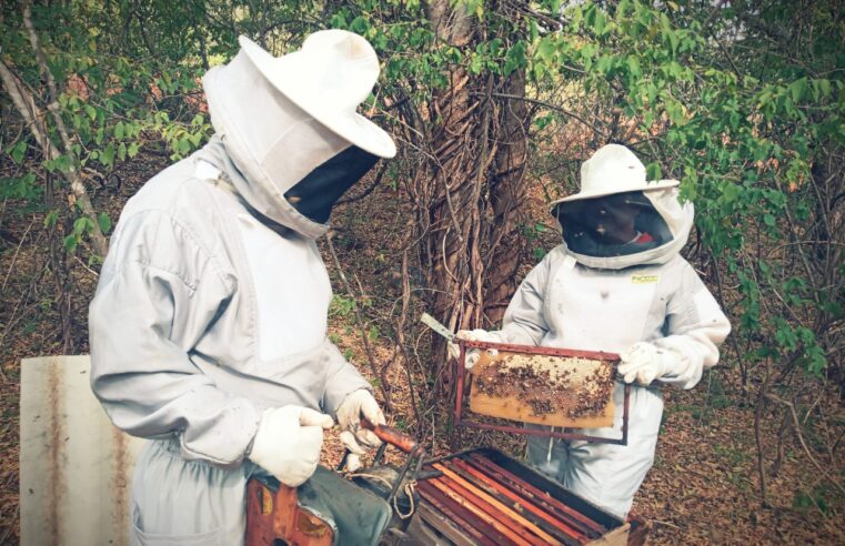 DIA DE CAMPO | Apicultores Norte-Mineiros buscam por avanços produtivos e mais qualificação