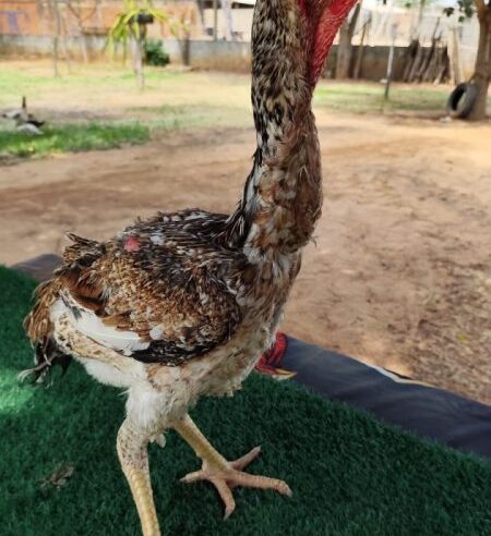 Galinha de 98 centímetros é vendida por R$ 15 mil em São Francisco
