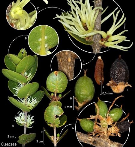 Expedição cientifica identifica nova espécie de planta em Monte Azul