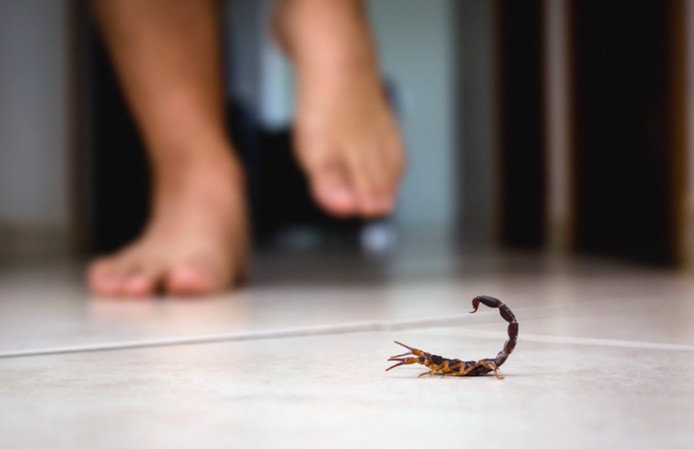 Cuidados devem ser tomados para evitar a proliferação de escorpiões