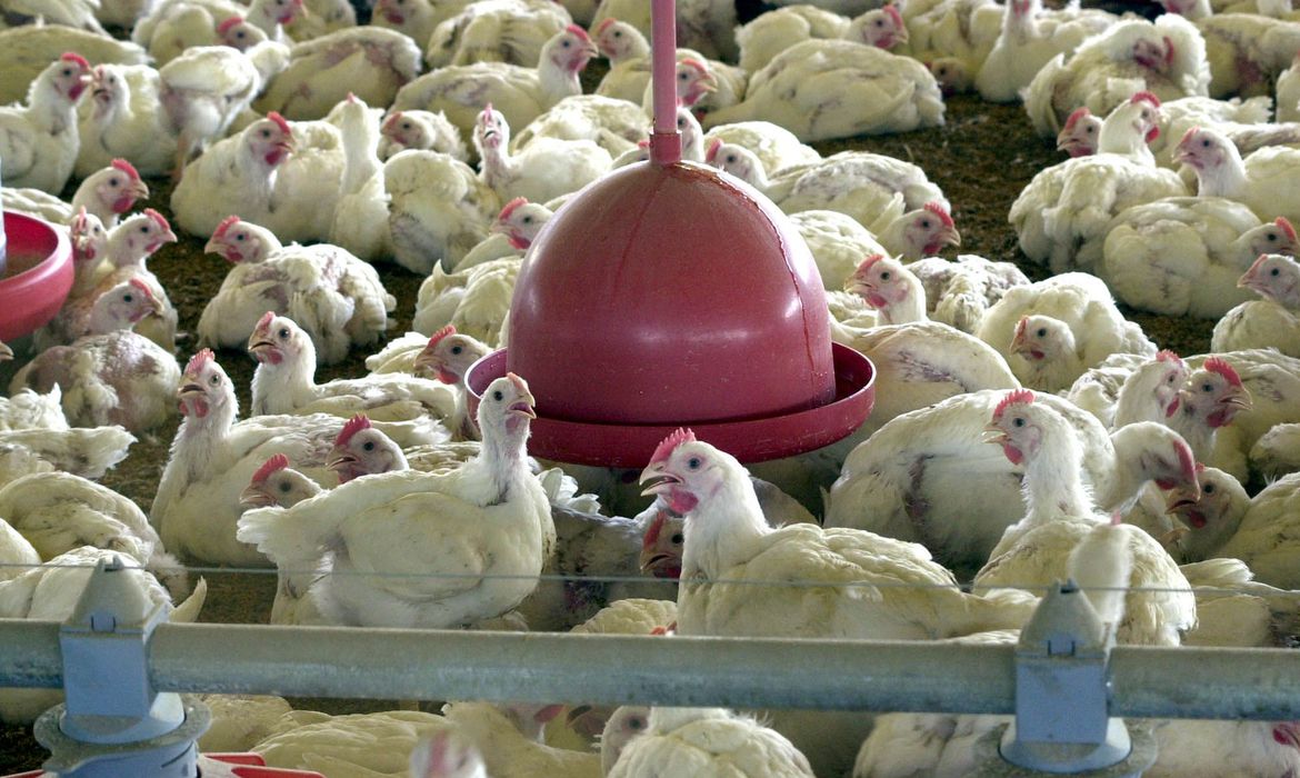Emater-MG integra força-tarefa na prevenção contra a influenza aviária