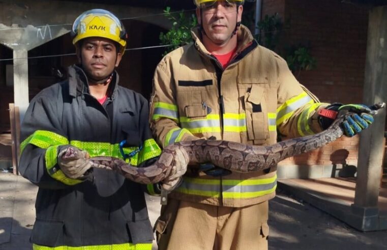 MONTES CLAROS | Bombeiros atendem a ocorrência de captura de animal silvestre