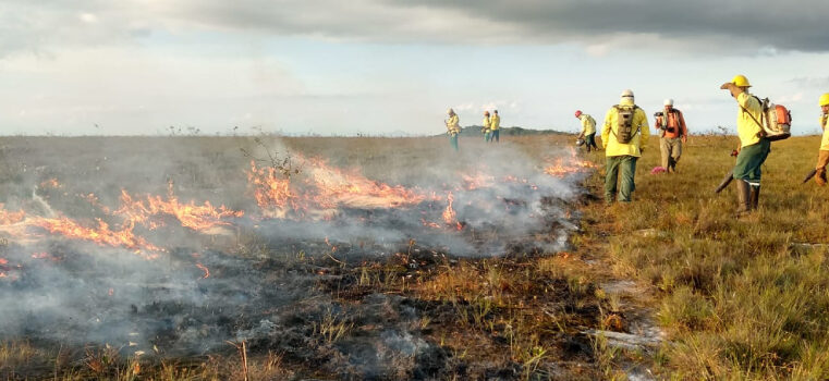 IEF usa queima prescrita em 23 Unidades de Conservação para evitar grandes incêndios