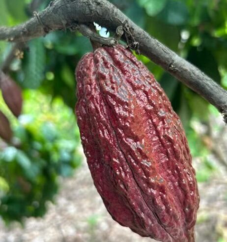 Dia de campo gratuito sobre a cultura do cacau no Norte de MG será realizado em Janaúba; veja como participar