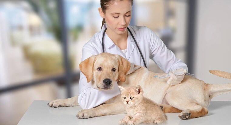 CÃES E GATOS | Prefeitura realizou 136 procedimentos de esterilização cirúrgica em maio