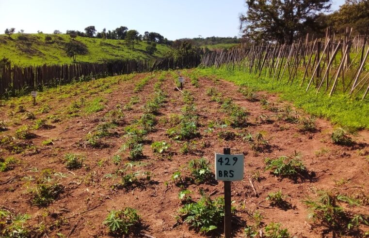 Agricultores familiares testam cultivo de mandioca orgânica e biofortificada