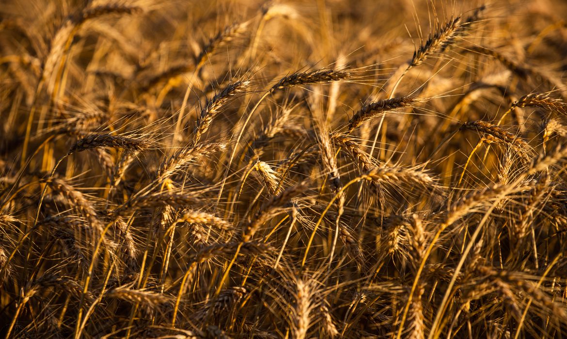 Milhões correm risco de desnutrição com alta do preço do trigo