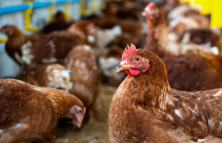 Produção avícola nacional é testada para garantir ausência de doenças