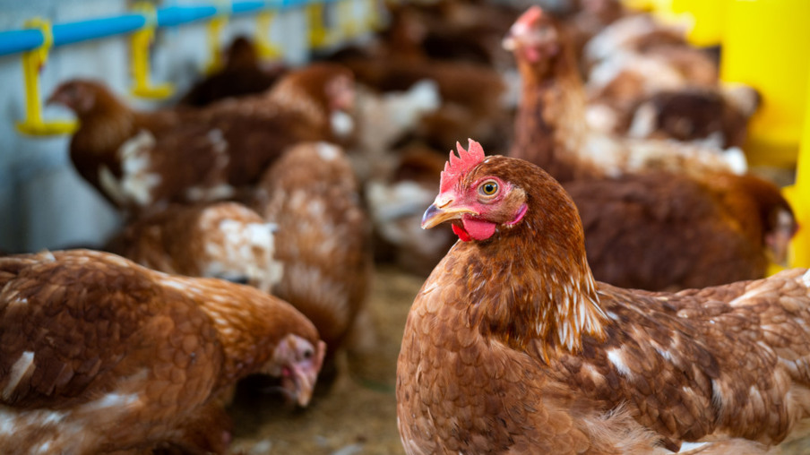 Produção avícola nacional é testada para garantir ausência de doenças