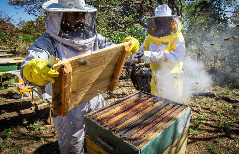 Produção de mel segue aumentando e bate recorde