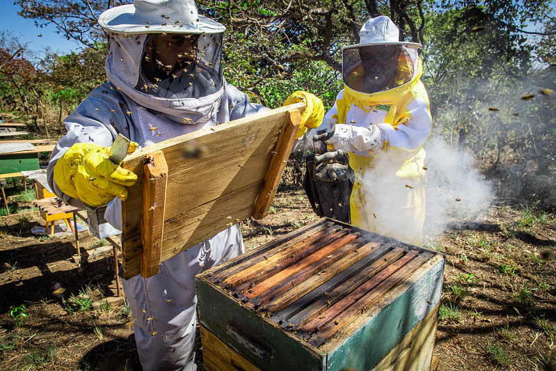 Produção de mel segue aumentando e bate recorde