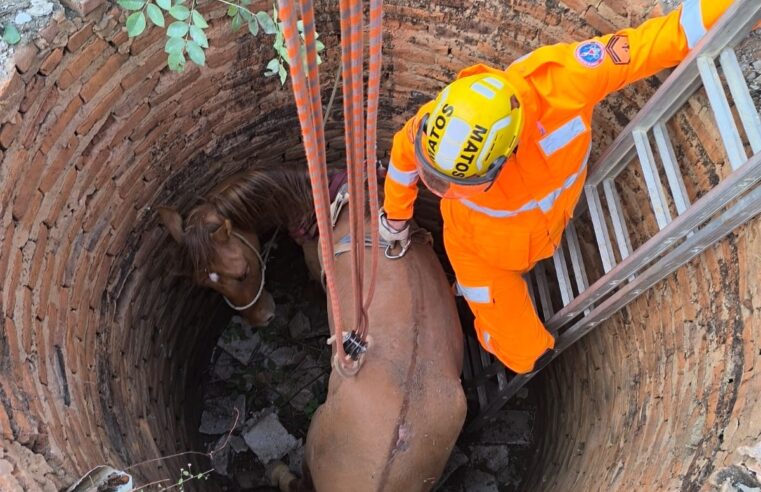JANUÁRIA | Bombeiros realizam resgate de cavalo caído em fossa