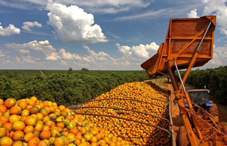 Exportação de frutas cítricas pode crescer com produtores do Norte de Minas