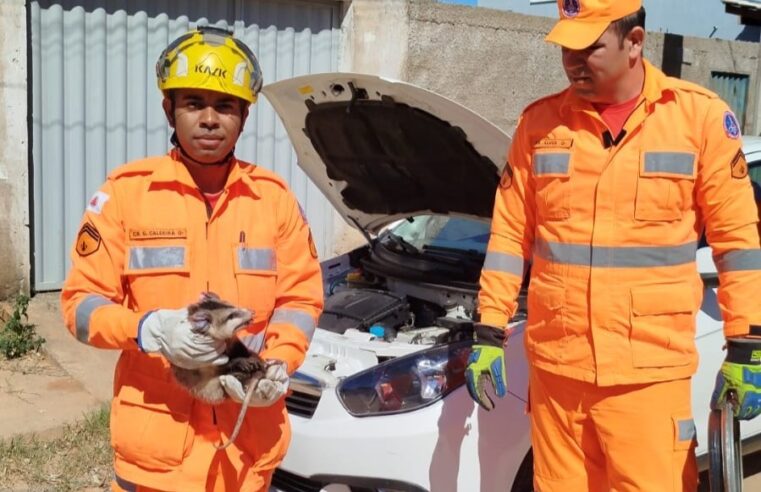 Saruê é encontrado dentro de compartimento de motor de veículo