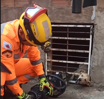 Bombeiros salvam cachorro que estava com cabeça presa, em Montes Claros