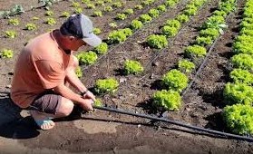 AMAMS quer Norte de Minas como região piloto do Plano Estadual de Agricultura Irrigada Sustentável