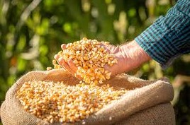 SAFRA 2025/2026 | Novos preços mínimos para produtos de verão e regionais executados pela Conab são definidos