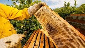 Norte de Minas receberá apoio para produzir mel orgânico