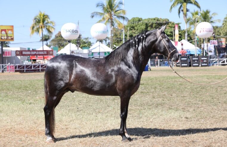 51ª Expomontes | Abertas as inscrições para a Exposição Especializada do Mangalarga Marchador