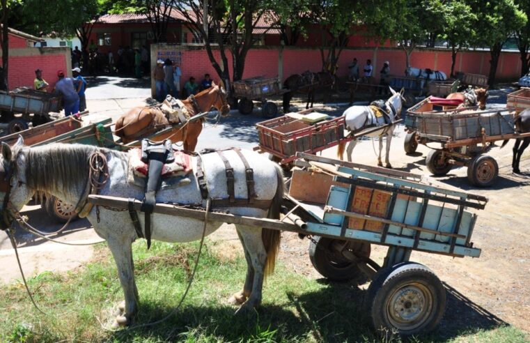 Censo dos carroceiros é cobrado na Câmara